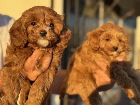 Petmode köpek çiftliğinde ziyarete açık kore maltipoo