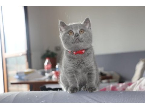 British shorthair dişi ve erkek blue