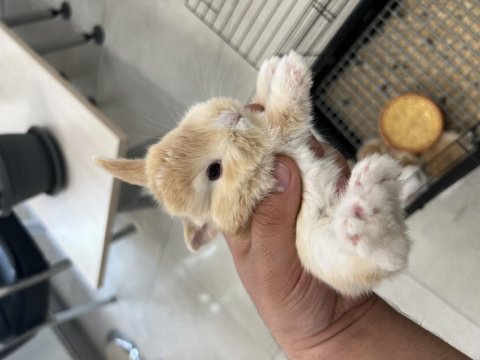 Yavru lop tavşanlar