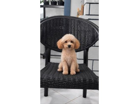 6 aylık boy garantili 2900 gram poodle