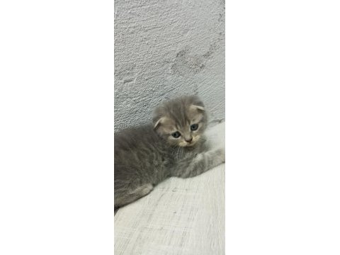 Yavru yeni mama yemeye başladı kedilerim