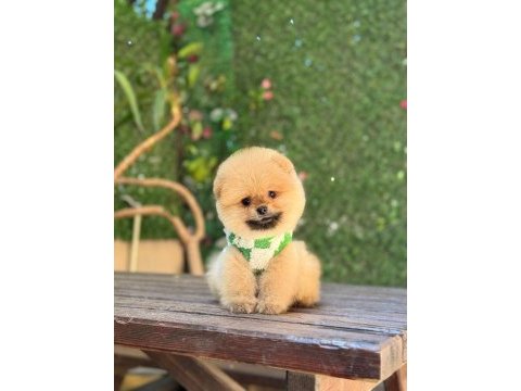 Teacup oranj pomeranian boo miniğimiz