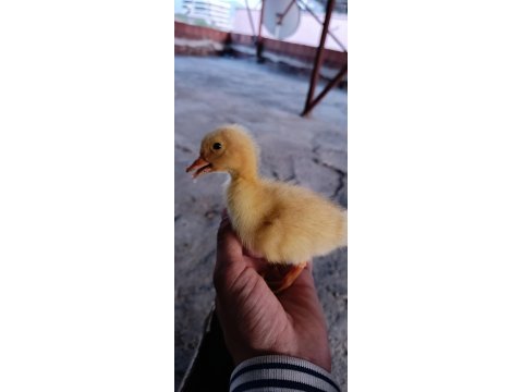 Ördek bulunur dostlarım çoluk çocuğunu sevindir