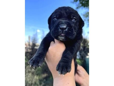2 aylık bodyguard cane corso yavrularım