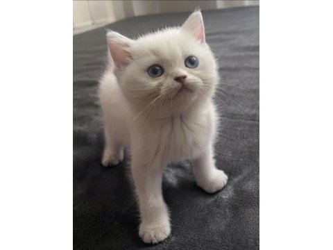 Safkan british shorthair