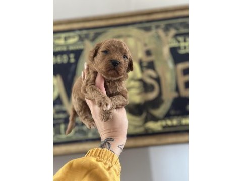 Toy poodle köpeği yavrularımız