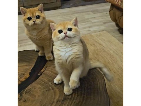 British shorthair ny12 dişi golden yavru