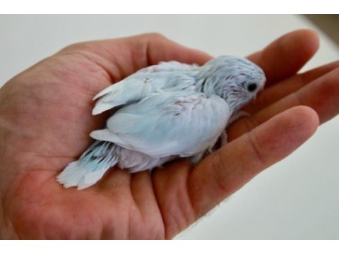 Yavru forpuslar