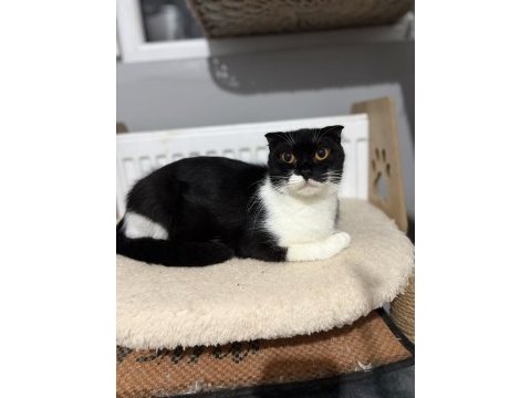 Scottish fold kedimiz ücretsiz