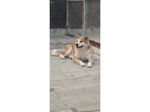 3 yaşlarında a kalite japon akita