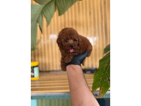 Toy poodle bebekler referans yavru