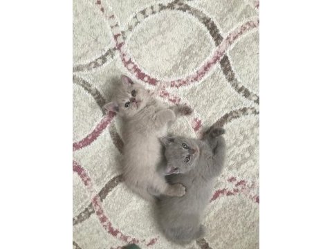 Sevimli safkan british shorthair yavruları acil