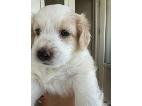 45 günlük köpeklerimiz