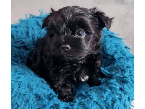 Black yorkshire terrier