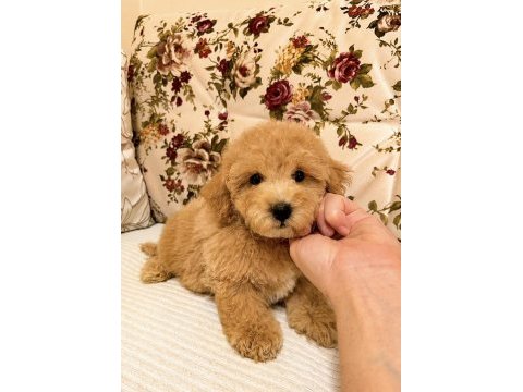 Maltıpoo toy poodle ayarında
