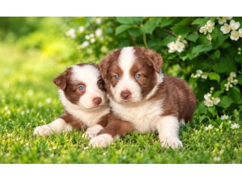 Mavi gözlü çikolata beyaz border collie yavrular