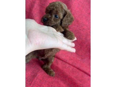 Safkan kore poodle yavrular
