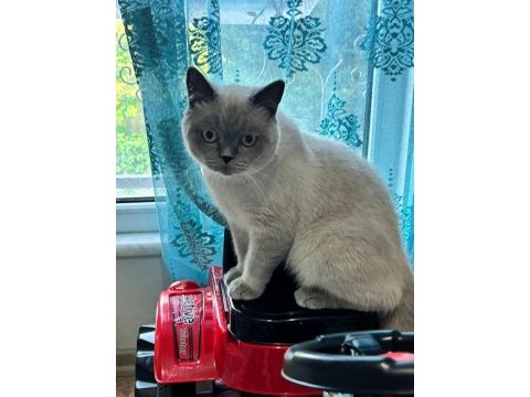 Sevimli british shorthair blue point kedimizi sahiplendirmek
