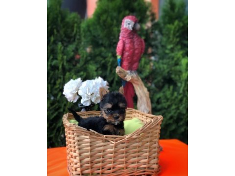 Yorkshire terrier yavrularım 