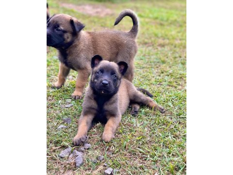 Belçika malinois yavruları