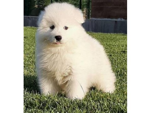 Elit patiler farkıyla samoyed yavrular