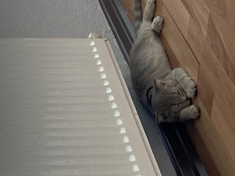 Satılık kedi scottish fold