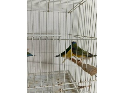 Golden finch