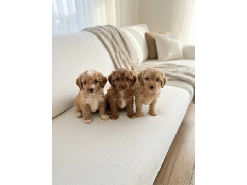 Renk renk maltipoo yavrular