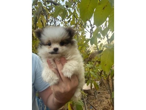 50 günlük ayı surat orijinal pomeranian boo