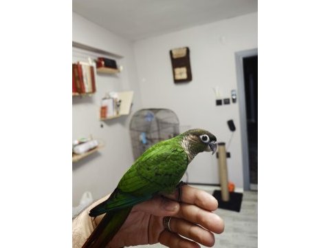 Evcil oyuncu ve ele alışık el besleme konur papağanı
