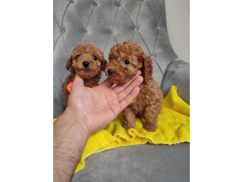 Avuç içi kadar renk güzelleri poodle