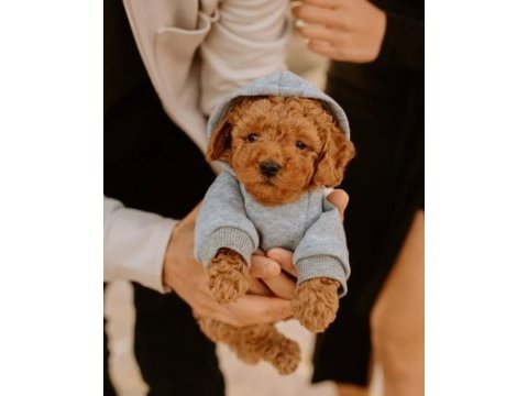 Avm içi mağazamızdan red maltipoo yavrular