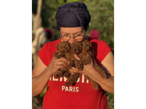 Teacup boy koreakan toy poodle bebekler kg garantili