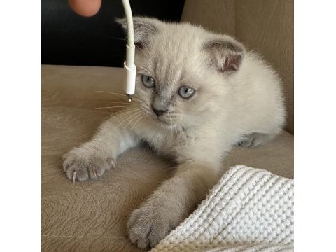 2 aylık scottish fold erkek muğla merkez ve çevresi
