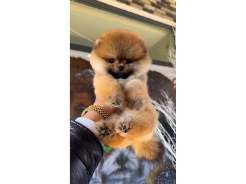 Pomeranian boo yavrular