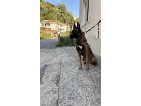 2,5 yaşlı şecereli belçika malinois