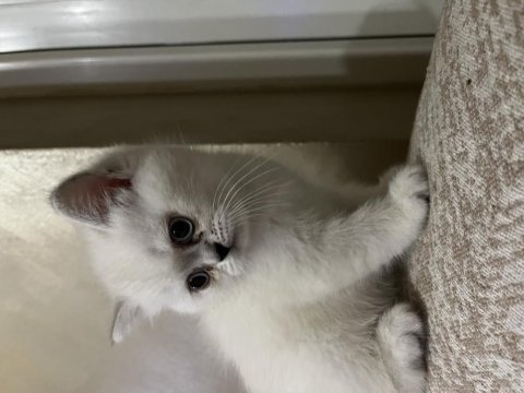 1 buçuk aylık dişi cins kedimiz