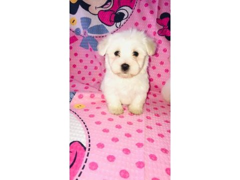 Maltese terrier 45 günlük bebekler