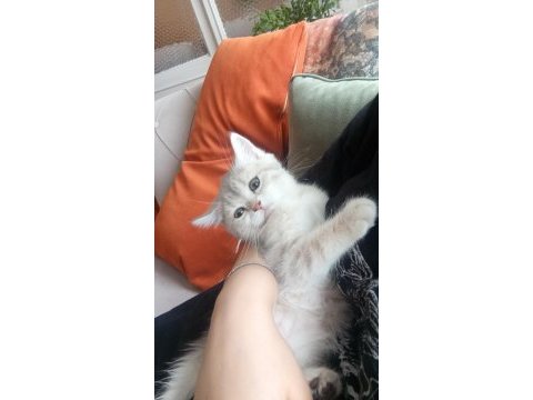 Sahiplendirme bilgileri aradiğinizda konuşulacaktır.