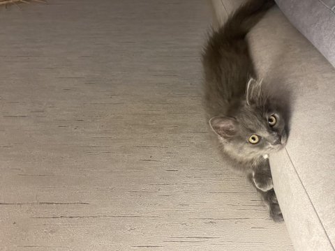 3 aylık dişi british longhair