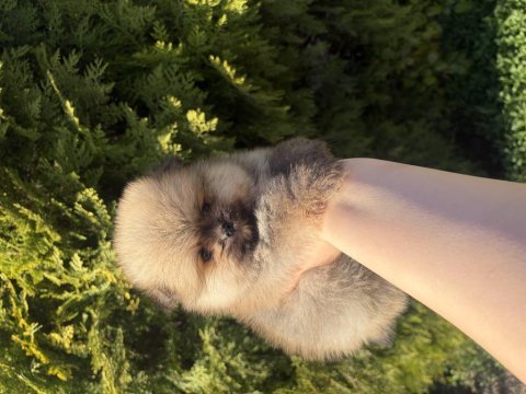 Pomeranian boo yavrularımız