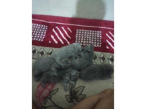 Yavru british shorthair kediler
