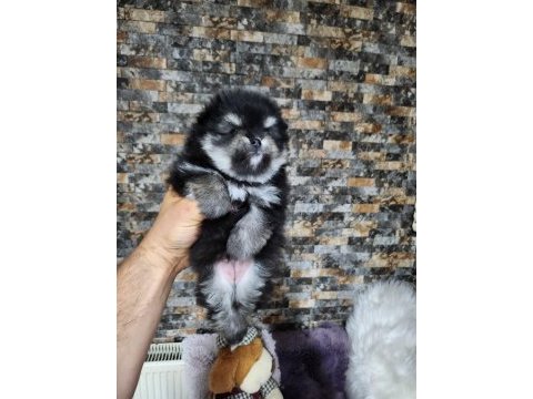 Muhteşem tüy yapısına sahip ok nadir bulunan pomeranian