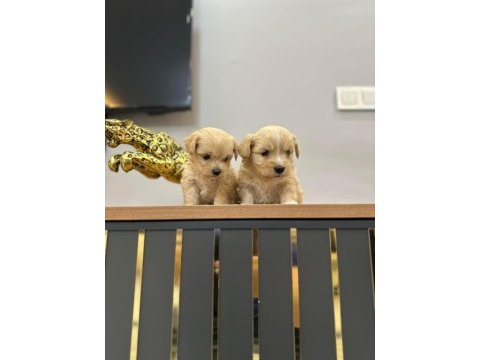 Maltipoo yavrularımız yeni ailelerini bekliyor