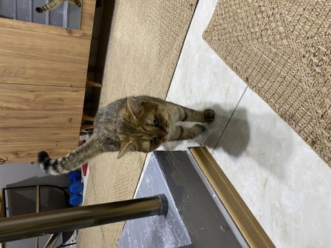 11 aylık british shorthair erkeğimiz yuvasını arıyor