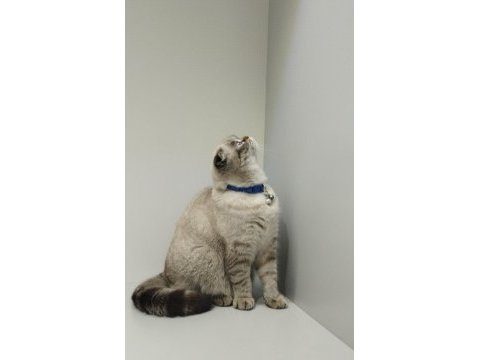 Dişi 2 yaşında blue point scottish fold