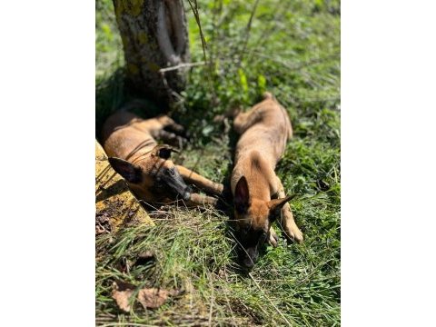 Belçika kurdu (malinois)