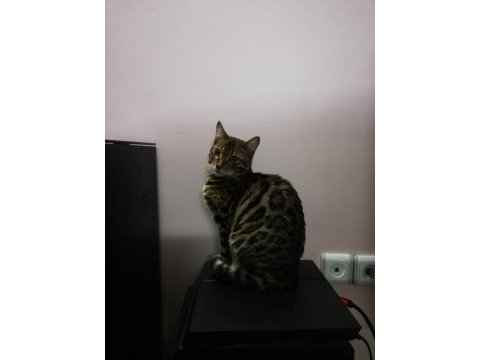 Scr belgeli safkan erkek bengal