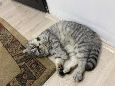 Scottish fold