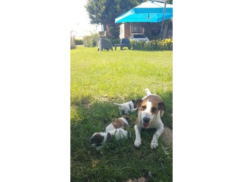 Show kalite fırlama jack russell terrier yavruları